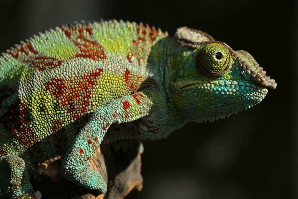 chameleon