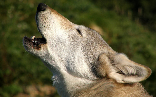 Project Management Ethics: How to Make Sure You’re not Crying Wolf